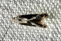 Blastodacna