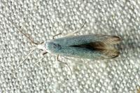 Coleophora