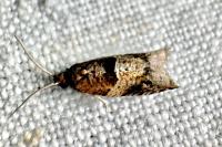 Rhopobota naevana