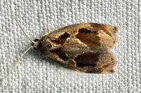 Archips crataegana