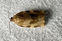Choristoneura hebenstreitella