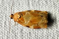 Archips xylosteana