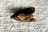 Ditula angustiorana