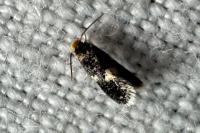 Ectoedemia