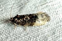 Hedya nubiferana