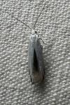 Coleophora