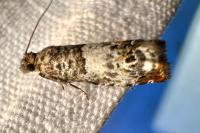 Notocelia trimaculana