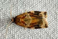 Archips xylosteana