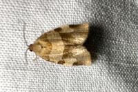 Choristoneura hebenstreitella