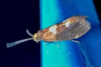 Incurvaria oehlmanniella