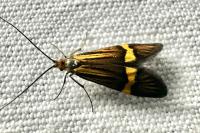 Nemophora degeerella
