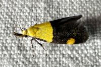 Oecophora bractella