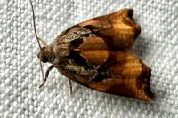Archips podana