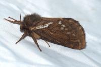 Korscheltellus lupulinus
