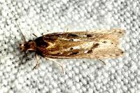 Scrobipalpula