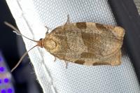 Choristoneura hebenstreitella