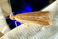 Helcystogramma rufescens