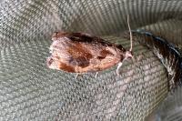 Archips crataegana