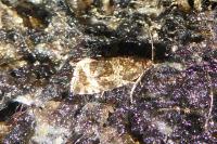 Celypha lacunana
