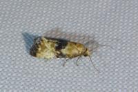 Eupoecilia angustana