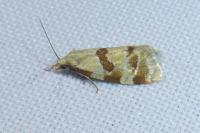 Aethes cnicana