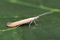 Coleophora flaviella