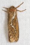 Korscheltellus lupulinus