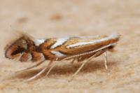 Phyllonorycter oxyacanthae