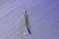Plutella xylostella