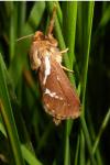 Korscheltellus lupulinus