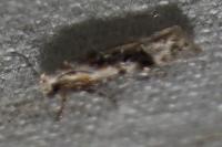 Carpatolechia