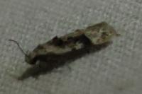 Carpatolechia