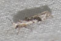 Carpatolechia