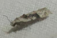 Carpatolechia