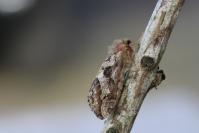 Korscheltellus fusconebulosus