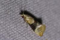 Eupoecilia ambiguella