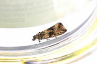 Celypha lacunana
