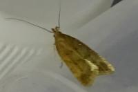 Helcystogramma