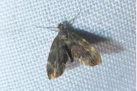 Anthophila fabriciana