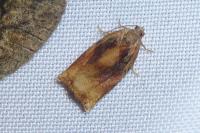 Archips podana