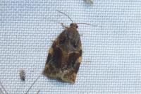Archips xylosteana