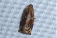 Archips xylosteana
