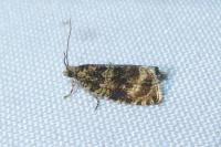 Celypha lacunana