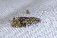 Celypha lacunana