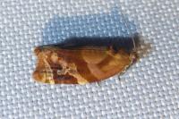 Ditula angustiorana