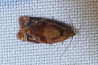 Ditula angustiorana