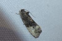 Hedya nubiferana
