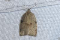 Lozotaenia forsterana