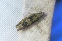 Zeiraphera isertana