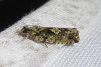 Zeiraphera isertana